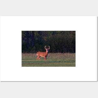 Deer in the Meadow - White-tailed deer Posters and Art